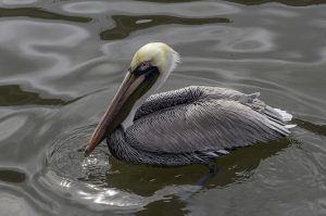 pelican, bird, water